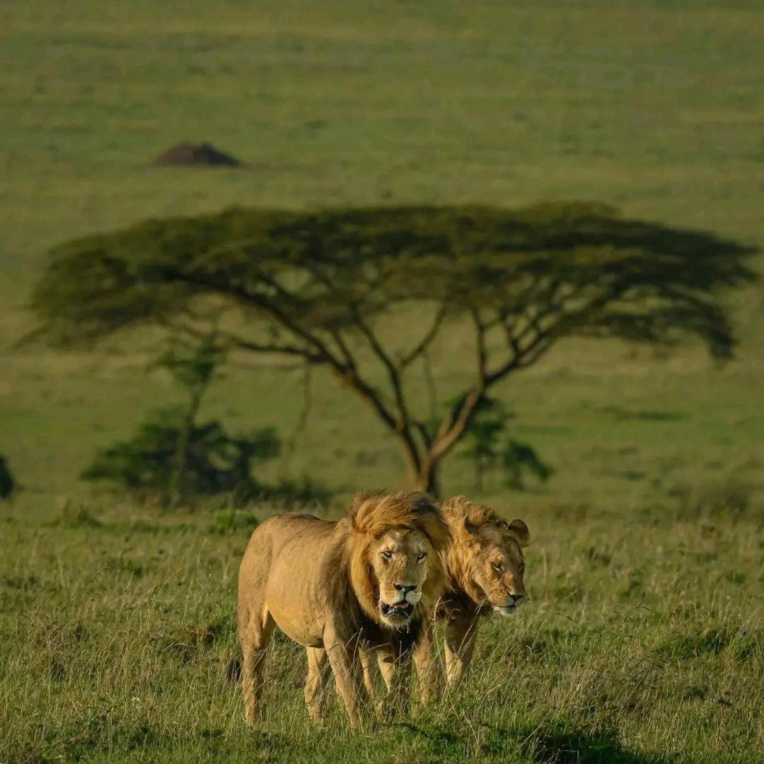 Bed and Breakfast Ilkerin Camp Maasai Mara à Sekenani Extérieur photo